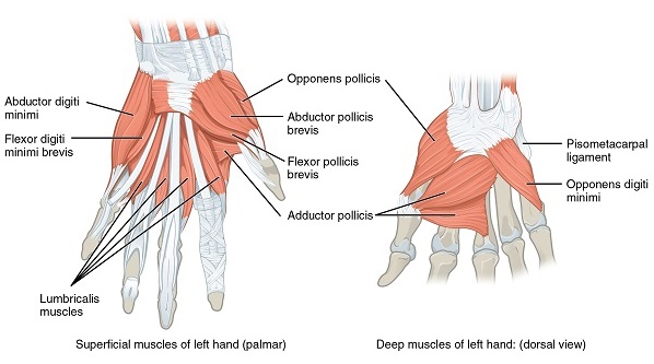 Muskeln Hand